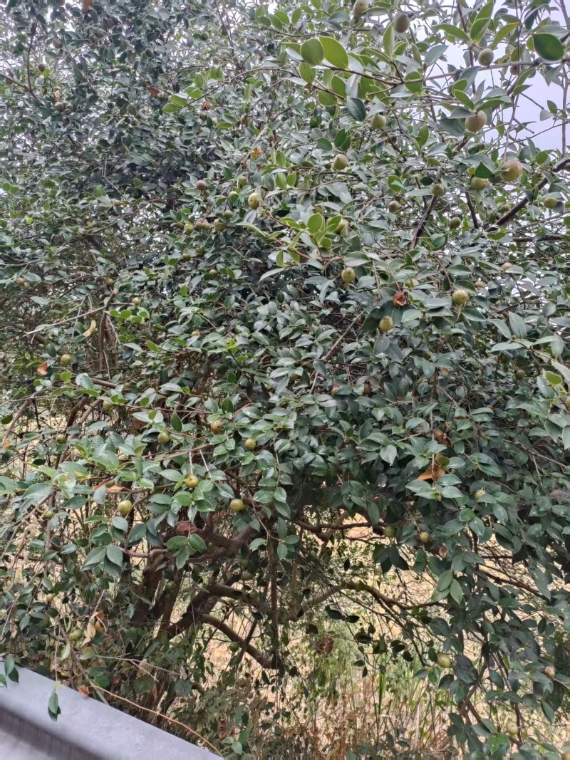 油茶鲜果产地直发保质保量量大优惠对接全国等