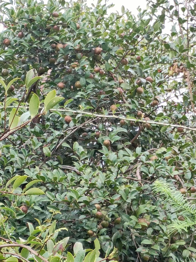 油茶鲜果产地直发保质保量量大优惠对接全国等