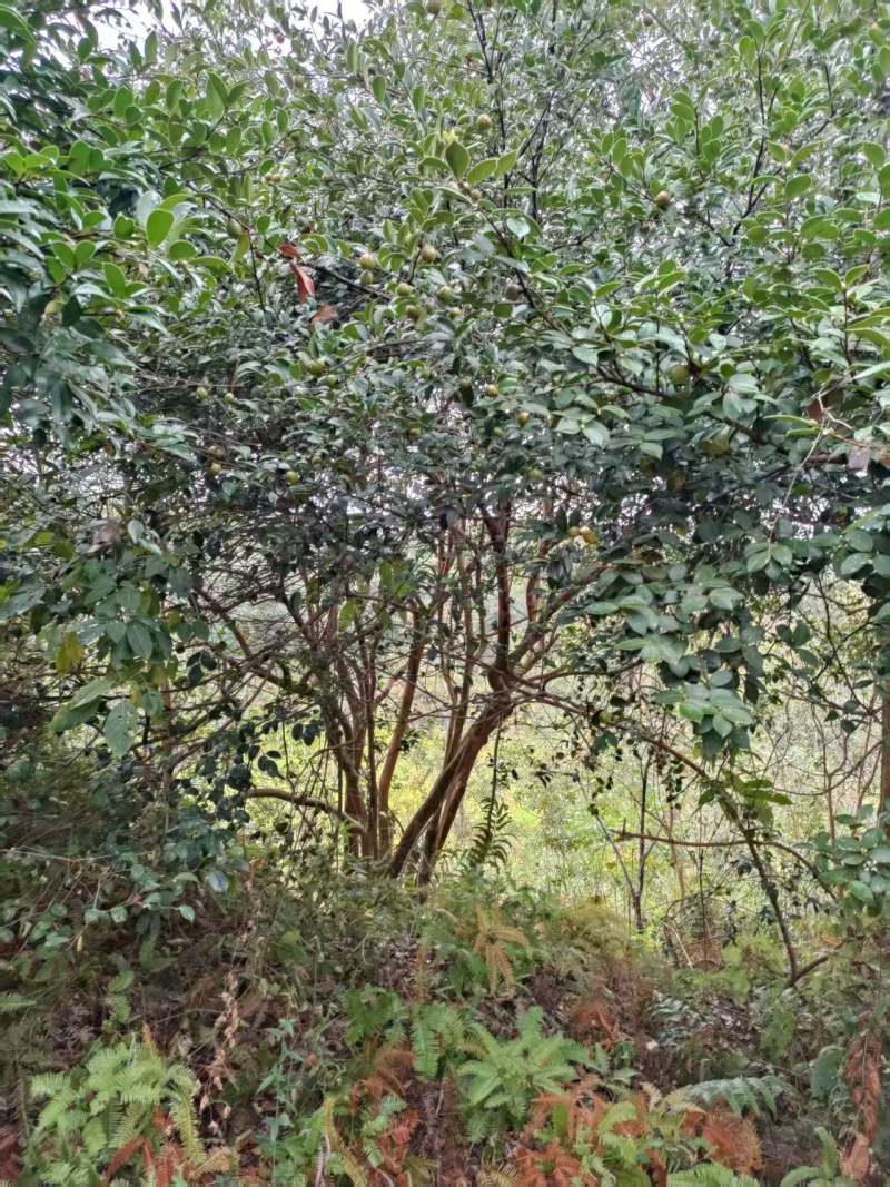 油茶鲜果产地直发保质保量量大优惠对接全国等