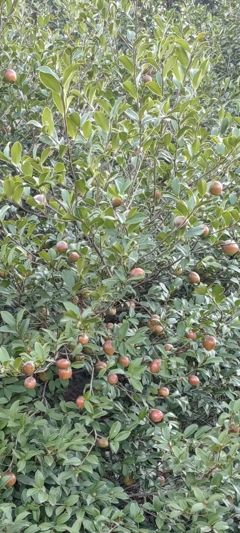 油茶鲜果产地直发保质保量量大优惠对接全国等