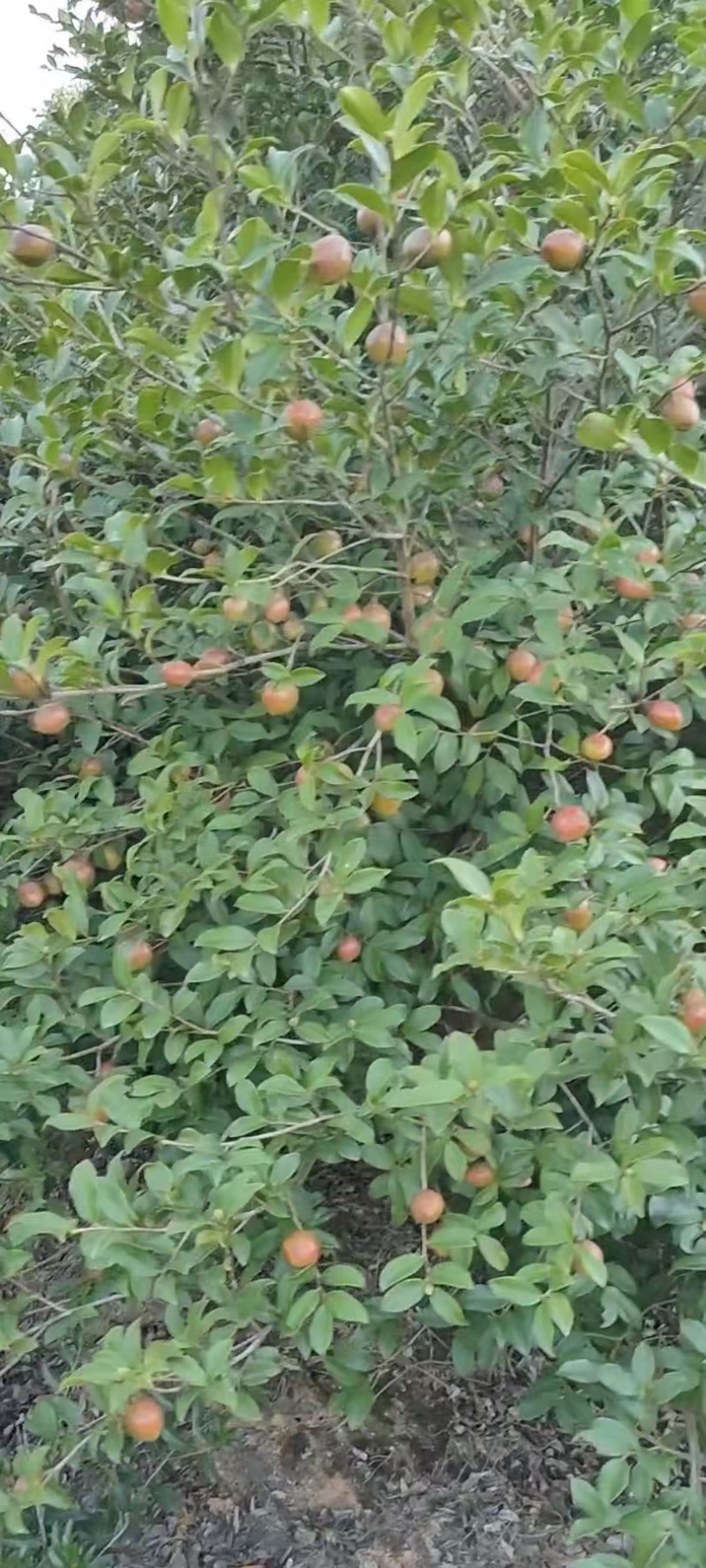 油茶鲜果产地直发保质保量量大优惠对接全国等