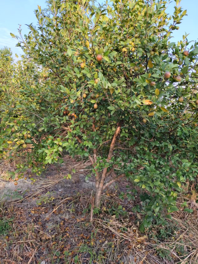 油茶鲜果产地直发保质保量量大优惠对接全国等