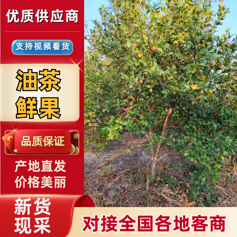 油茶鲜果产地直发保质保量量大优惠对接全国等