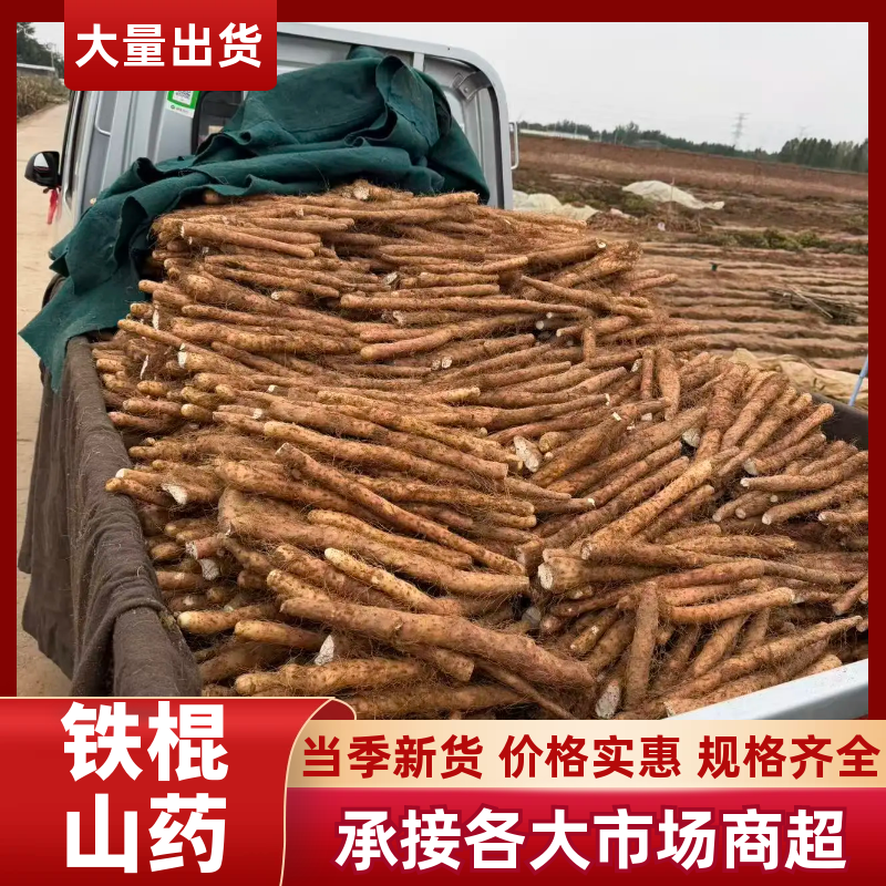铁棍山药新品上市铁棍山药产地直供适合商超批发市场和电商团购