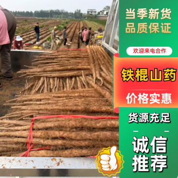 【推荐】河南焦作铁棍山药产地直供适合商超批发市场和电商团购