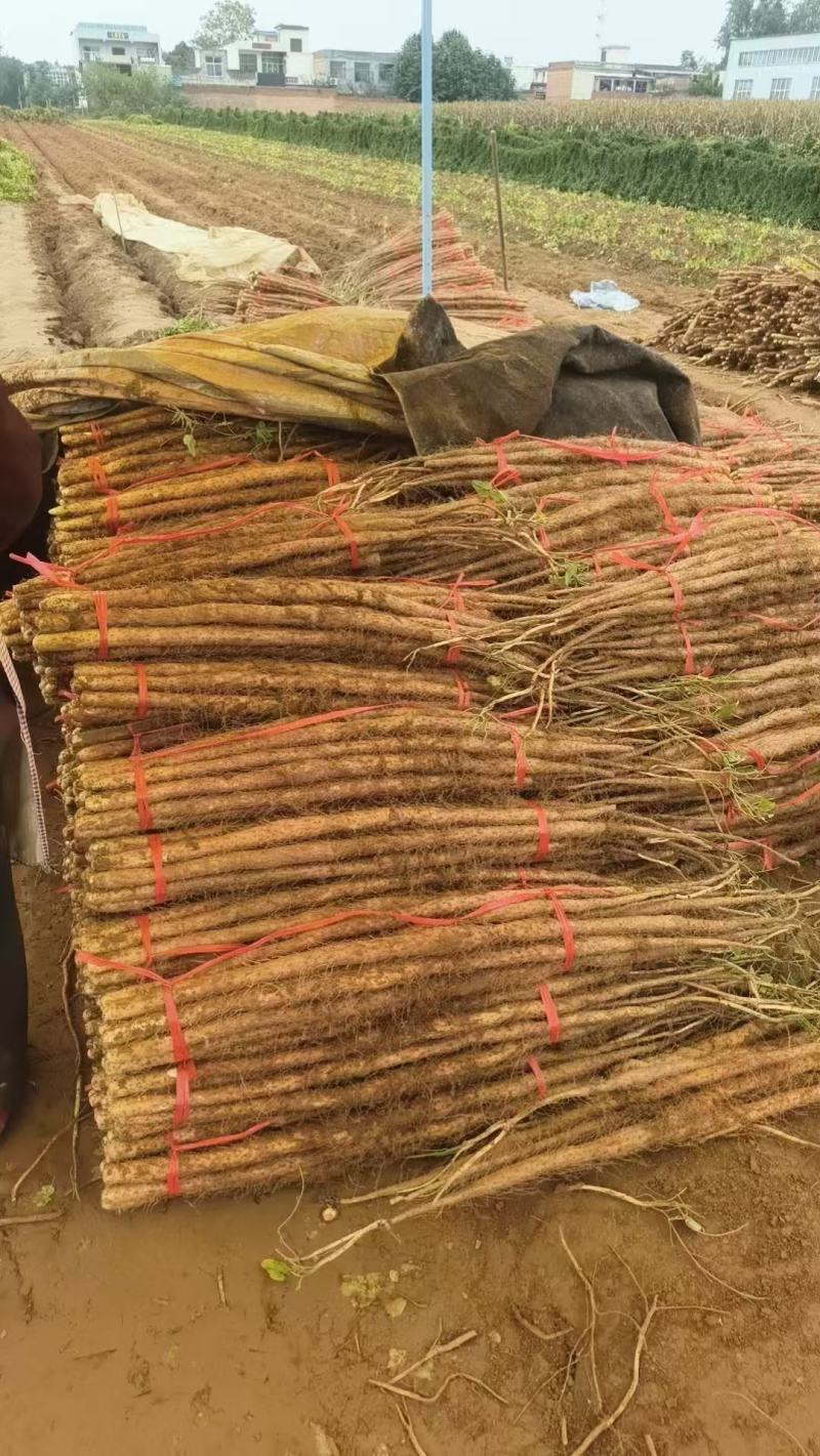 铁棍山药新品上市铁棍山药产地直供适合商超批发市场和电商团购