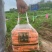 彩色水果萝卜山西原平水果萝卜彩萝卜营养丰富价格时候基地直发
