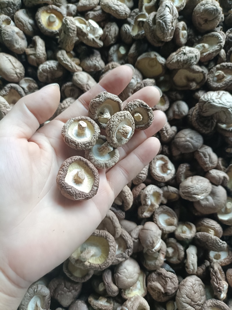 【推荐】香菇一手货源产地直发视频看货欢迎咨询
