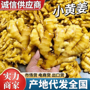 山东小黄姜产地一手货源,货源充足,保质保量,全国发货