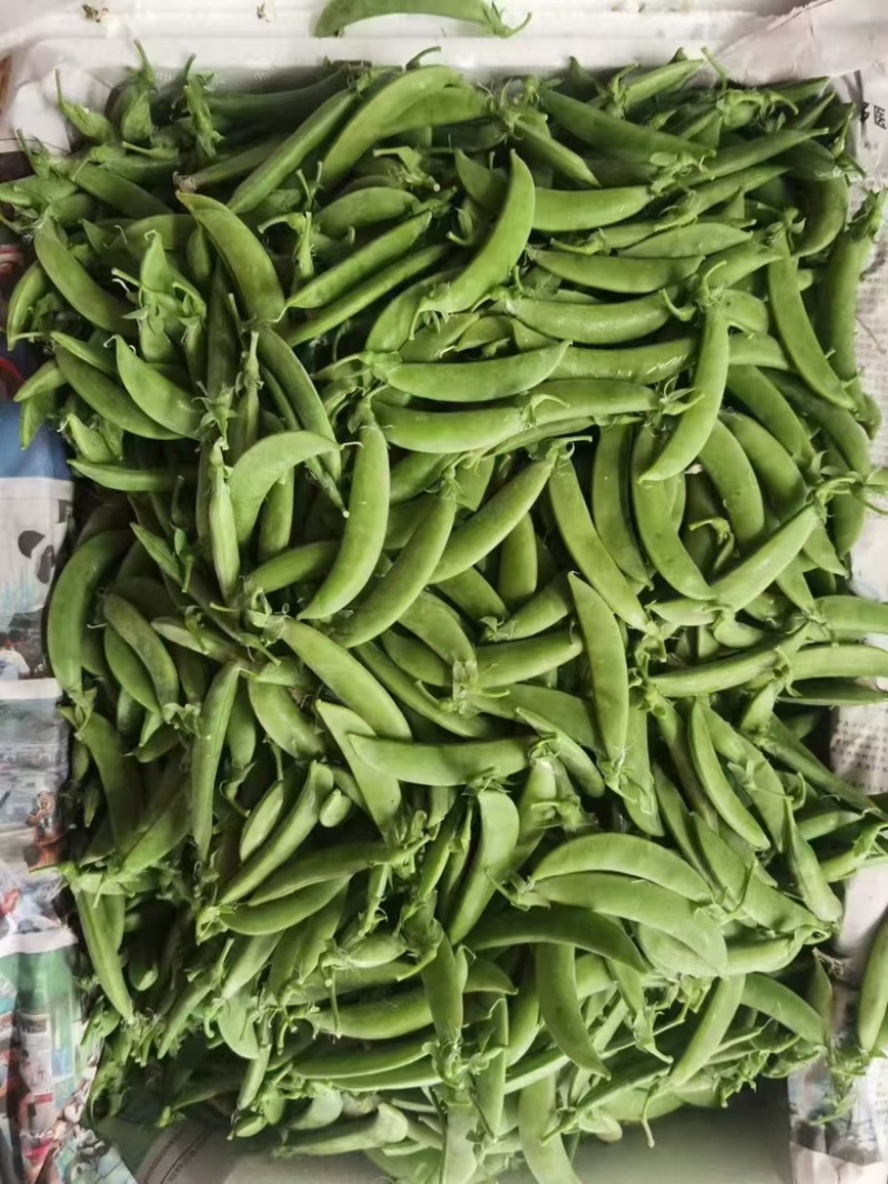 【热卖】云南曲靖荷兰豆大量上市欢迎进店选购欢迎电联