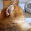 张倩的一亩田店铺