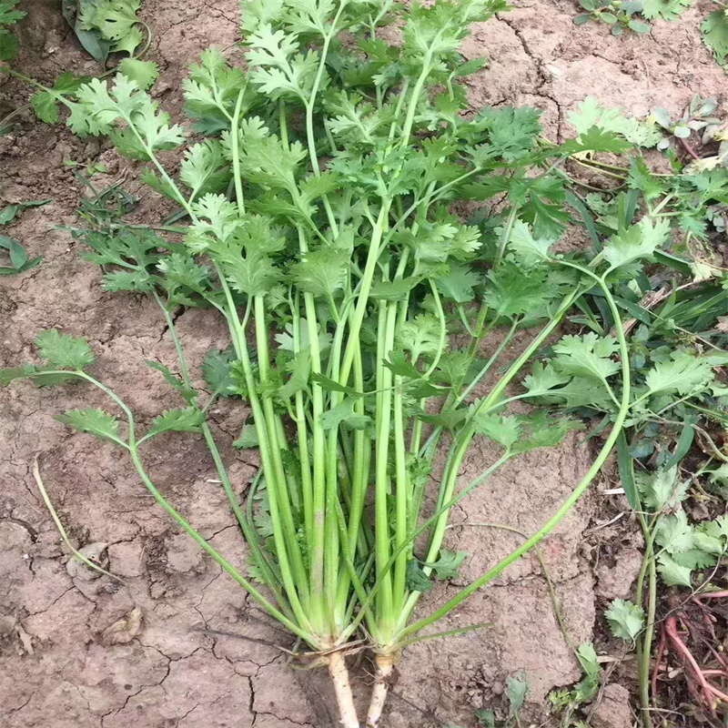 荷兰四季大叶香菜种子耐热耐寒耐抽苔芫荽种子高产10斤
