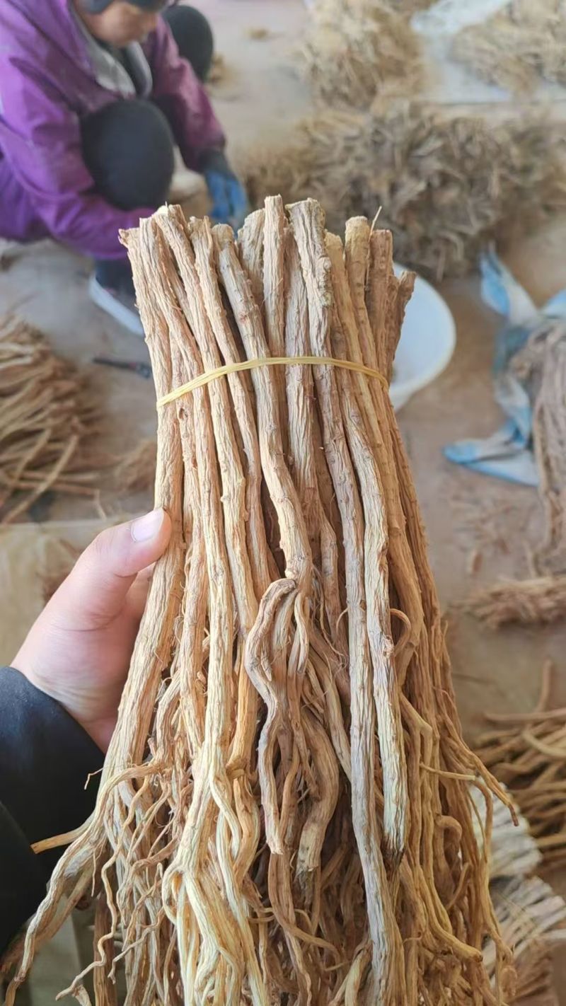 安徽优良防风种植基地直发药厂专供欢迎选购