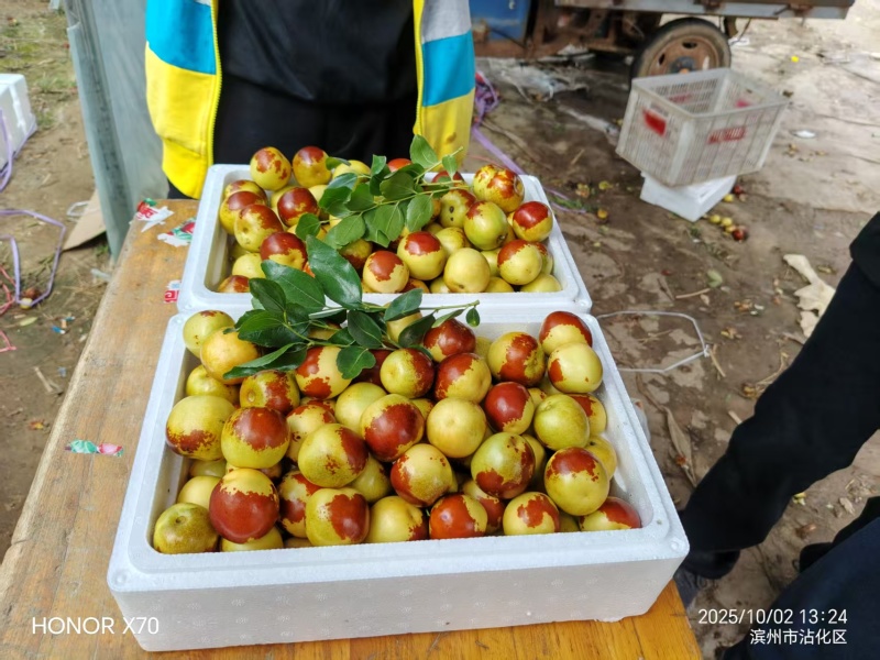 山东沾化精品鲜枣/冬枣/个大品相好/量大价优/可视频看货