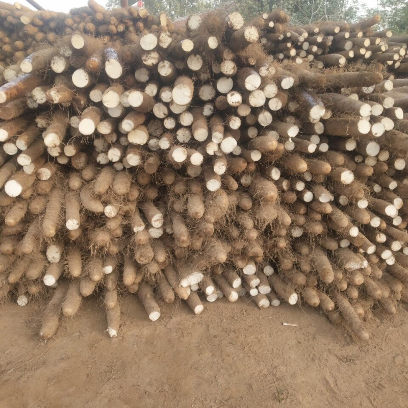 白玉山药大量出土上市中源头产地直销量大从优价格透明