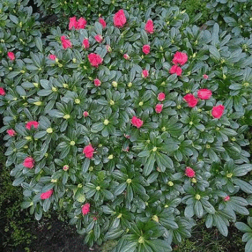 比利时杜鹃杨梅红年货花冠幅55-60公分