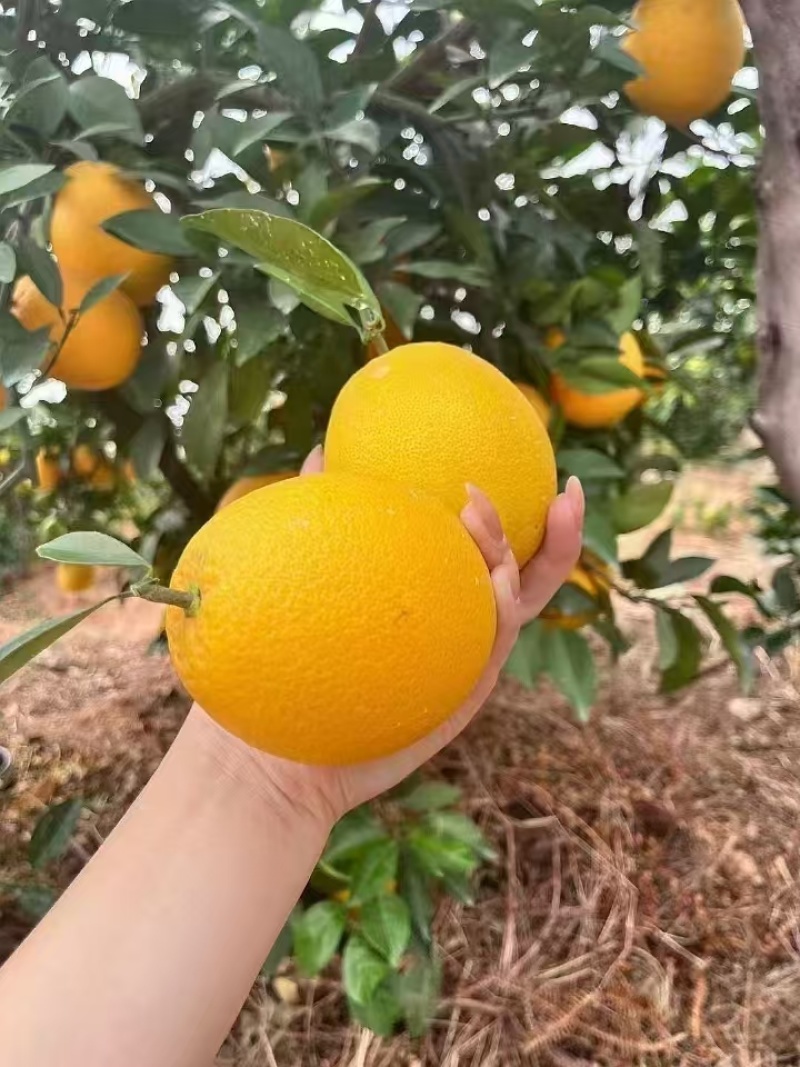 赣南脐橙寻乌脐橙露天果皮薄多汁果园直发价格实惠