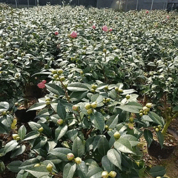香妃大茶花高杆棒棒糖茶花年宵花
