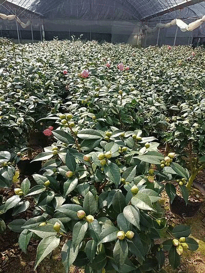 香妃大茶花高杆棒棒糖茶花年宵花