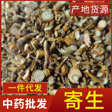 中药材寄生新货槲寄生道地药材桑寄生品种齐全