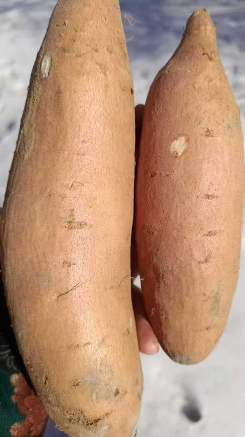 热卖龙九红薯龙薯河北红薯饶阳红薯长期供货量大价优欢迎联系