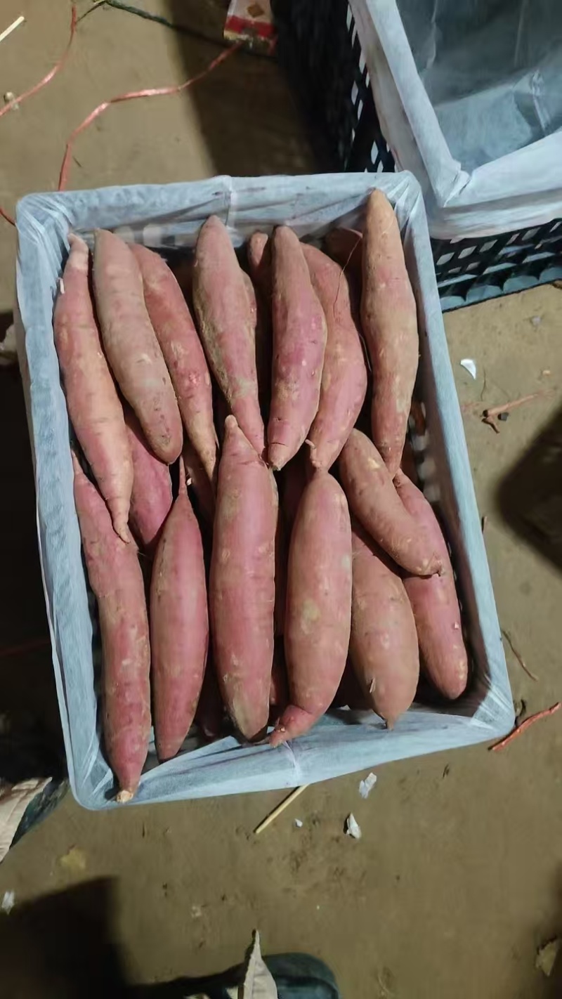 西瓜红红薯河北红薯饶阳西瓜红红薯保证质量批发欢迎联系
