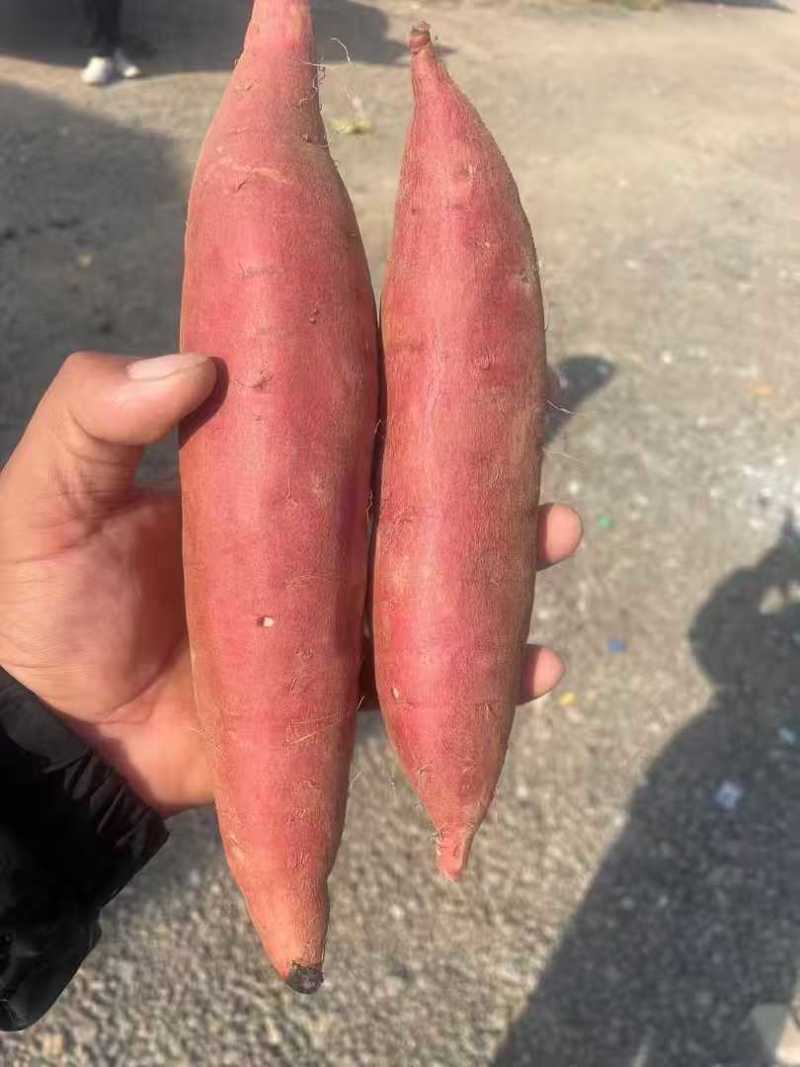 西瓜红红薯河北红薯饶阳西瓜红红薯保证质量批发欢迎联系