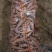 烟薯红薯河北烟薯25基地直供市场批发电商超市烤薯店欢迎联系