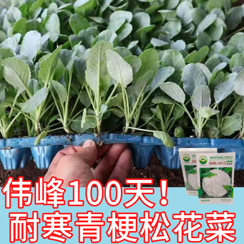 品牌苗子基地优品伟峰100天松花菜苗耐寒大花球带土发货