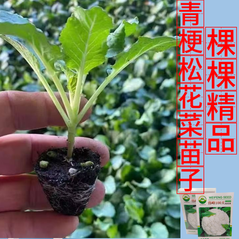 品牌苗子基地优品伟峰100天松花菜苗耐寒大花球带土发货