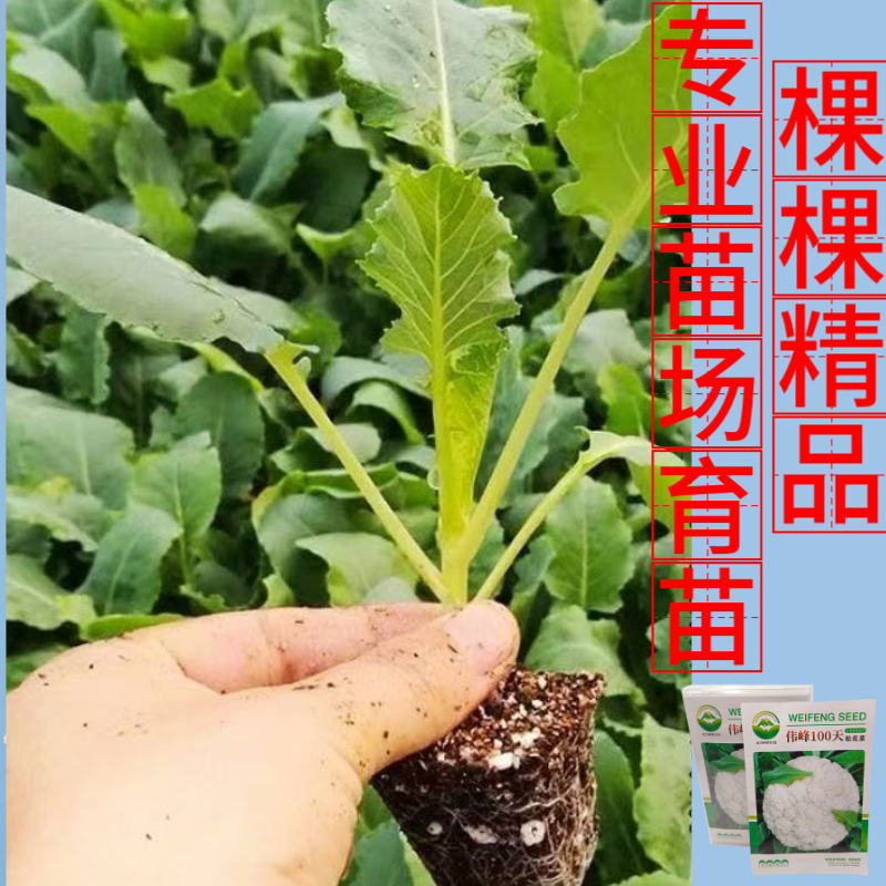 品牌苗子基地优品伟峰100天松花菜苗耐寒大花球带土发货