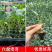 品牌苗子基地优品伟峰100天松花菜苗耐寒大花球带土发货