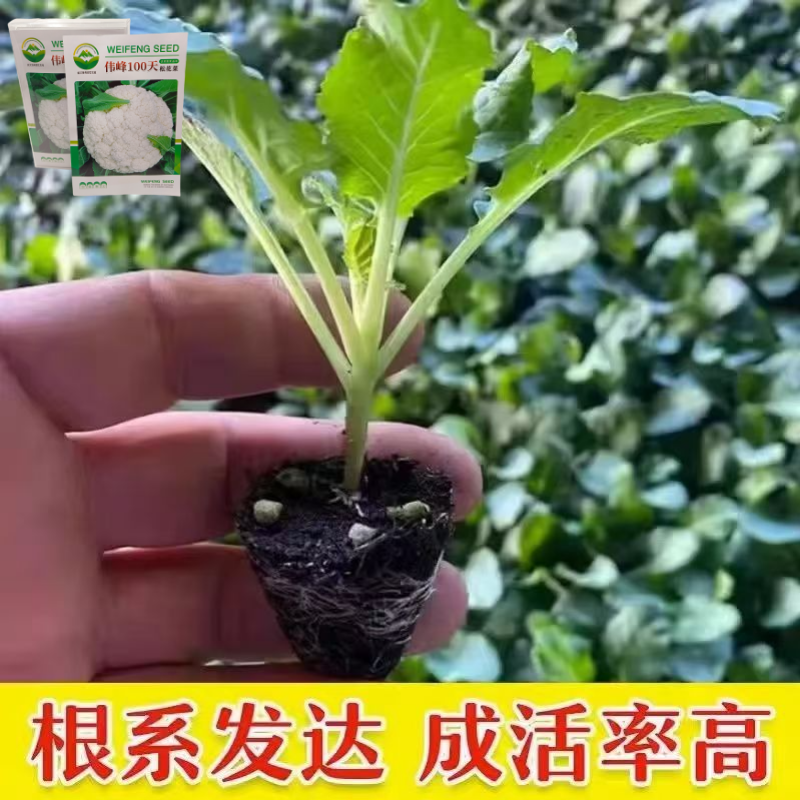 品牌苗子基地优品伟峰100天松花菜苗耐寒大花球带土发货