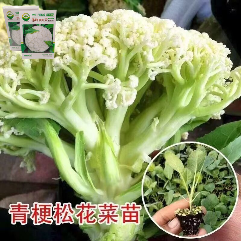 品牌苗子基地优品伟峰100天松花菜苗耐寒大花球带土发货