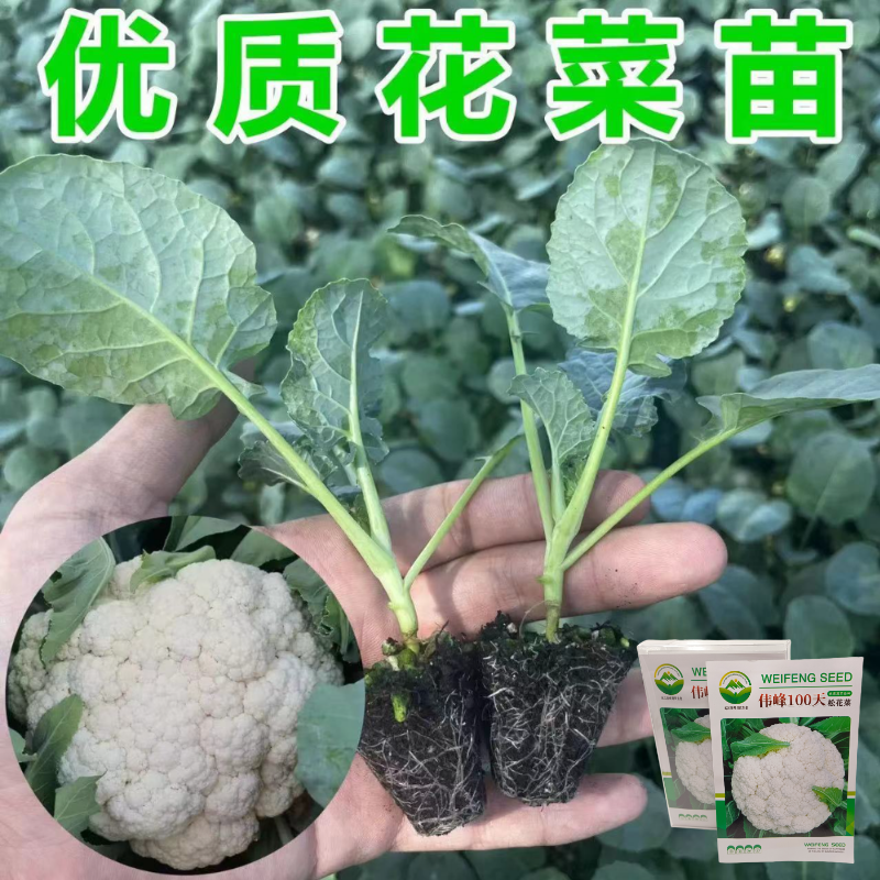 品牌苗子基地优品伟峰100天松花菜苗耐寒大花球带土发货