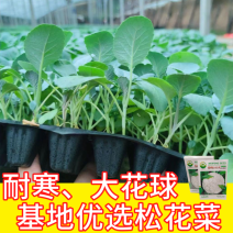 品牌苗子基地优品伟峰100天松花菜苗耐寒大花球带土发货