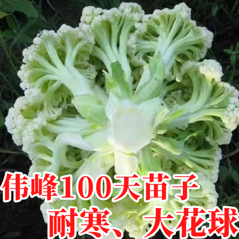 品牌苗子基地优品伟峰100天松花菜苗耐寒大花球带土发货