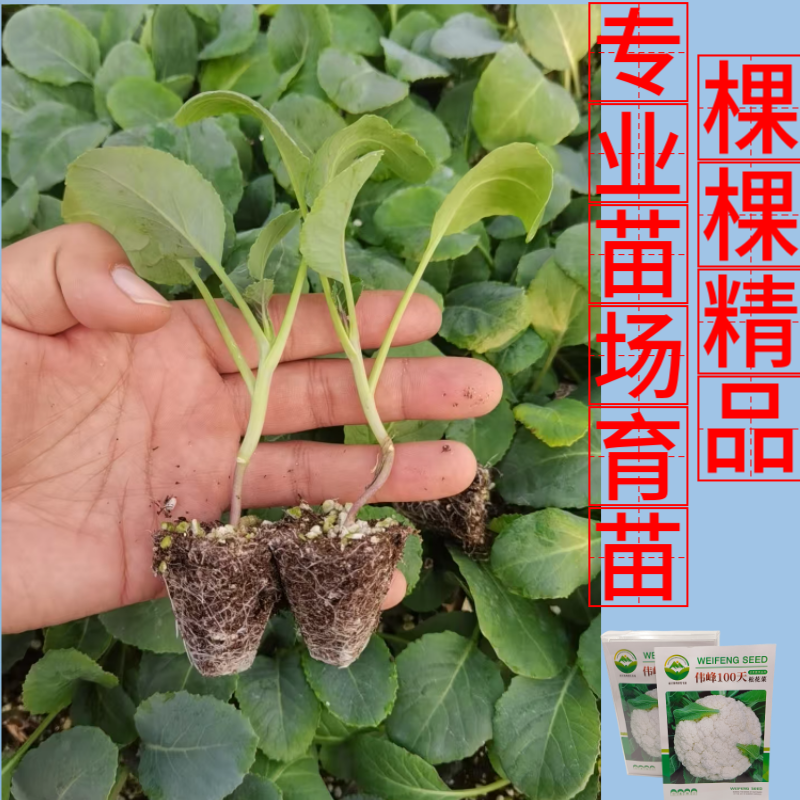 品牌苗子基地优品伟峰100天松花菜苗耐寒大花球带土发货