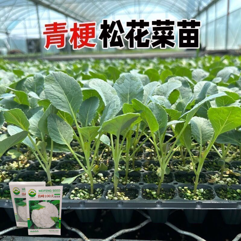 品牌苗子基地优品伟峰100天松花菜苗耐寒大花球带土发货