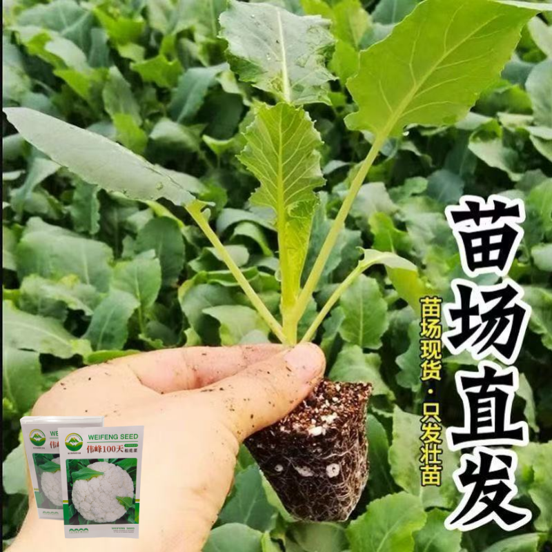 品牌苗子基地优品伟峰100天松花菜苗耐寒大花球带土发货