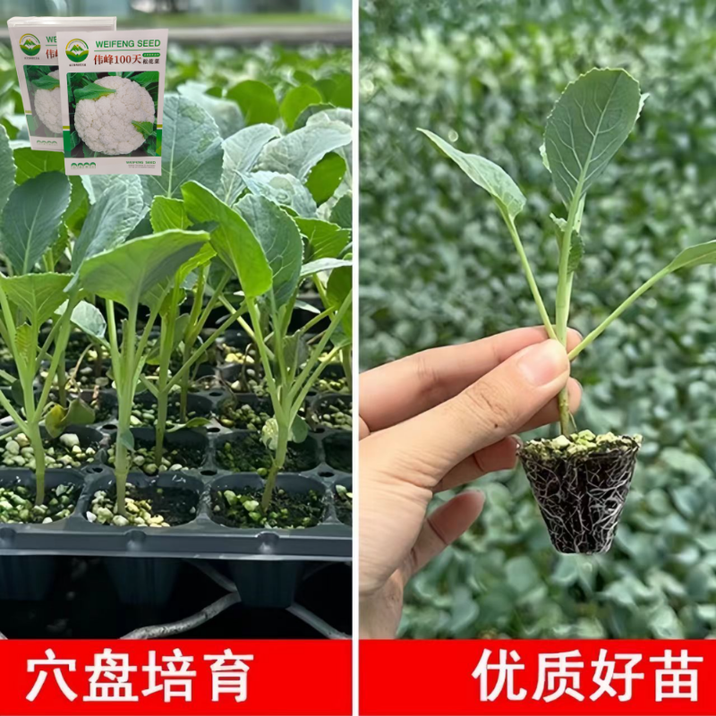 品牌苗子基地优品伟峰100天松花菜苗耐寒大花球带土发货