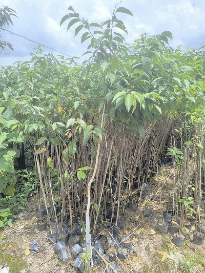 福建山樱花大陆阿里山樱花树袋苗地苗室内外花卉绿植