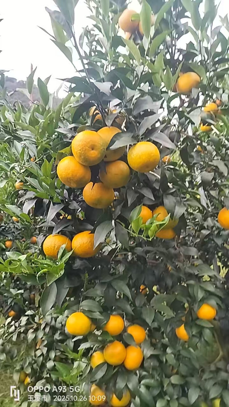 云南哀牢山沃柑产地直销，规格齐全皮薄多汁，接电商市场批发