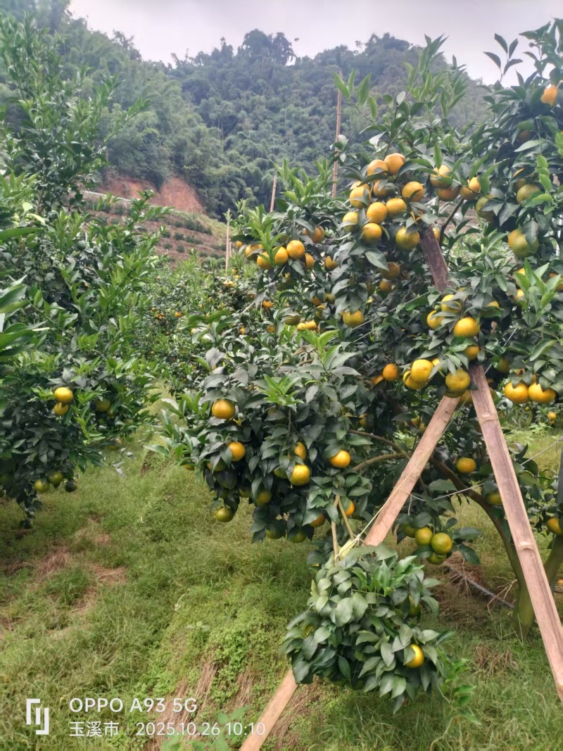 云南哀牢山沃柑产地直销，规格齐全皮薄多汁，接电商市场批发