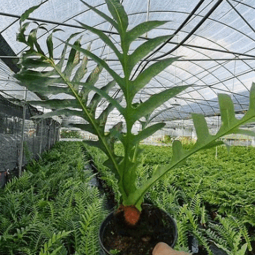 王冠蕨基地直销各规格蕨类室内外绿植花卉