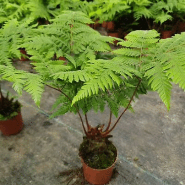 电商：红磷蕨大小规格室内外绿植花卉蕨类