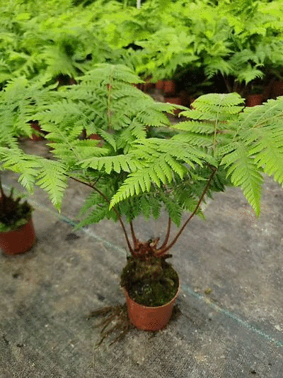 电商：红磷蕨大小规格室内外绿植花卉蕨类