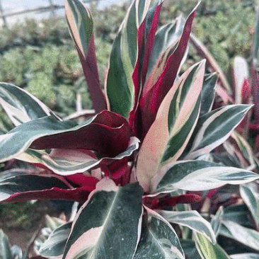 七彩竹芋室内外绿植花卉水培土培盆栽