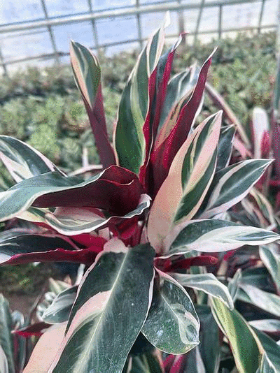 七彩竹芋室内外绿植花卉水培土培盆栽