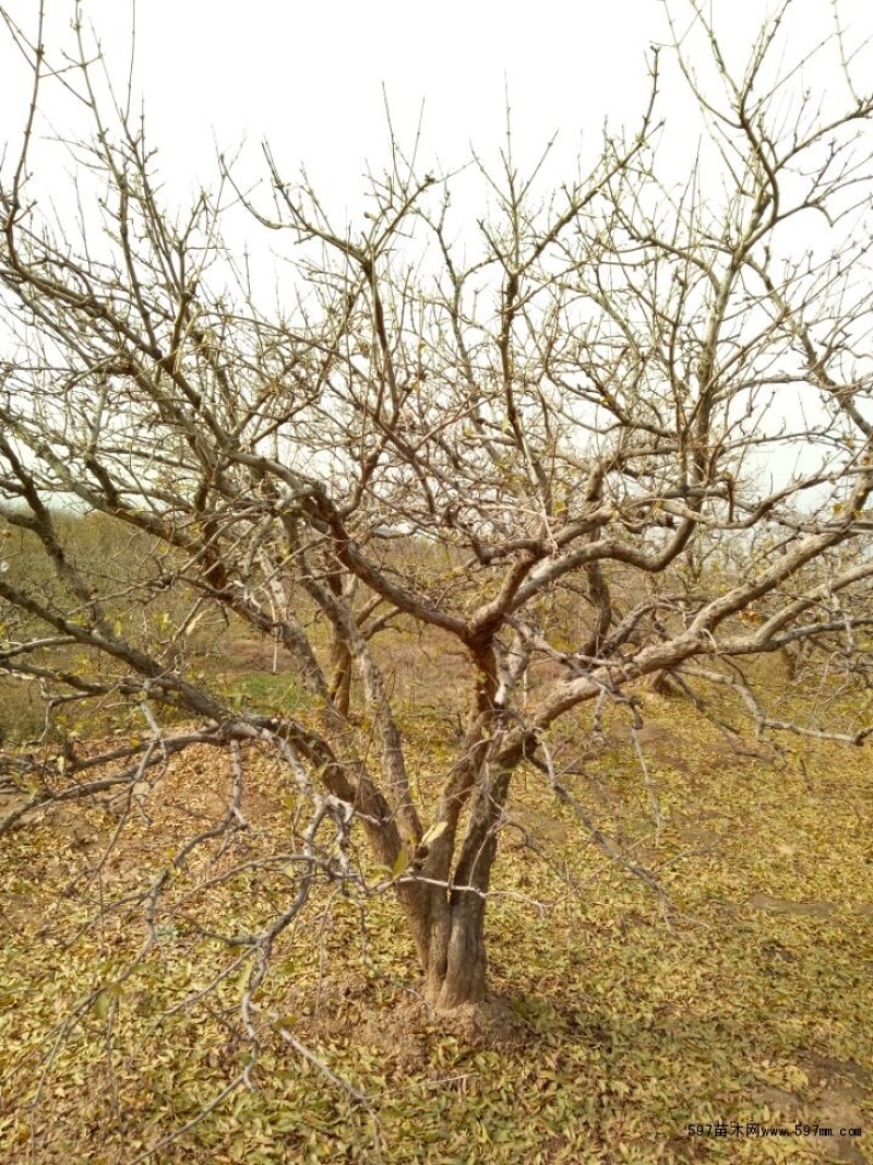 峄城万亩榴园大青皮石榴树